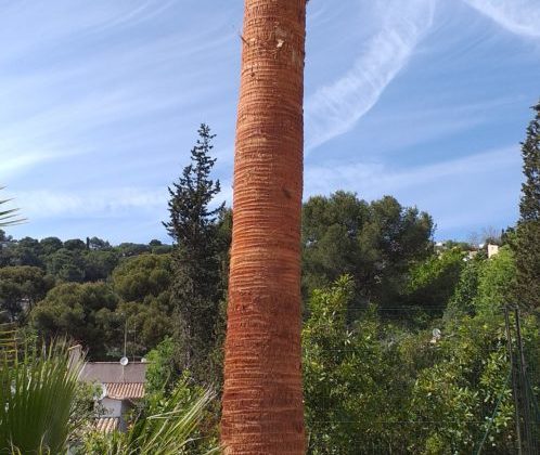 Lissage palmiers à Sète