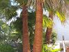 Lissage de palmiers Sète