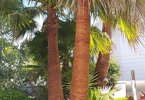 Lissage de Palmiers