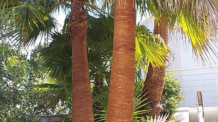 Lissage de palmiers Sète
