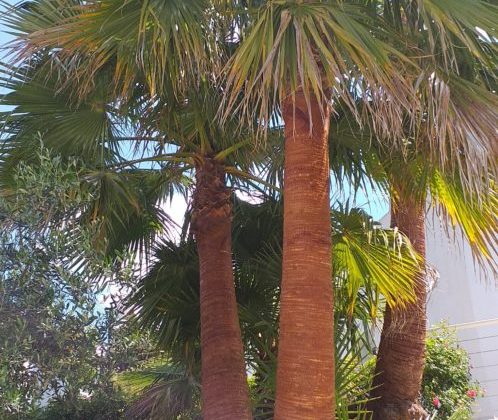 Lissage de palmiers