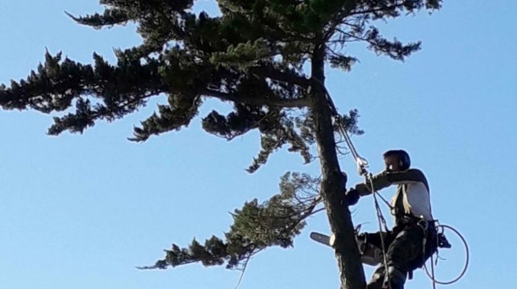 Abattage arbre tronçonneuse grimpeur sur corde