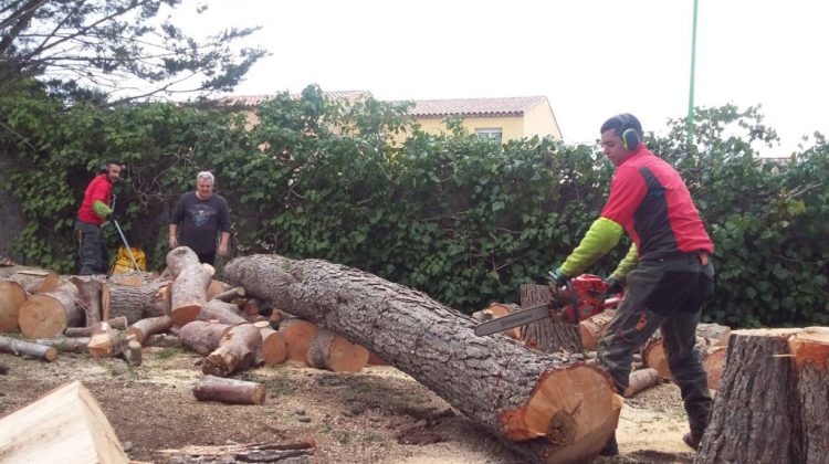 Abattage tronc d'arbre tronconneuse