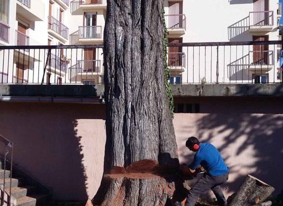 Abattage tronçonneuse gros arbre