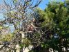 Elagage arbre à Sète